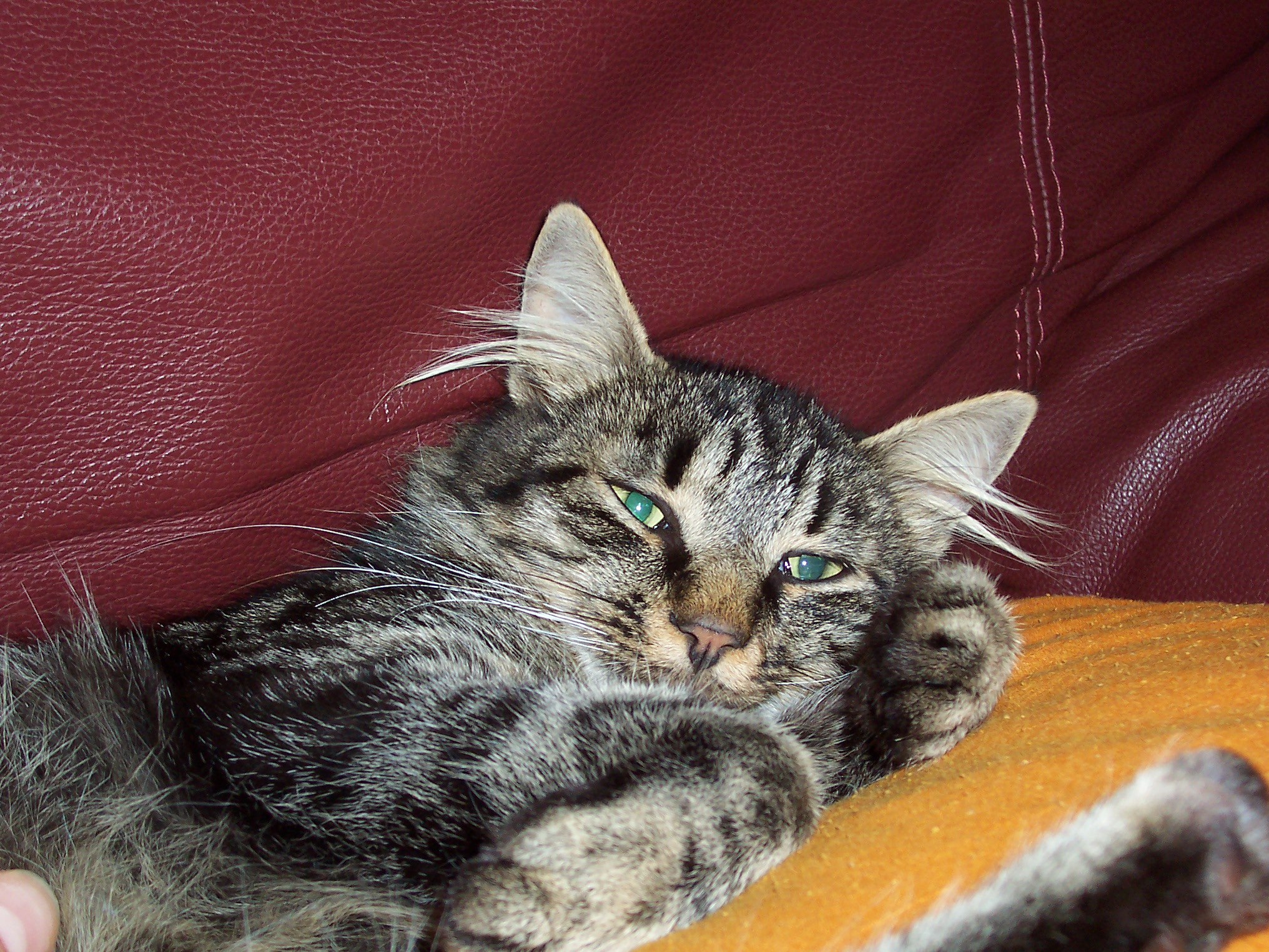 Le Typhus Encore Une Victime Chats Forum Animaux Doctissimo Le Typhus Encore Une Victime Chats Forum Animaux Doctissimo