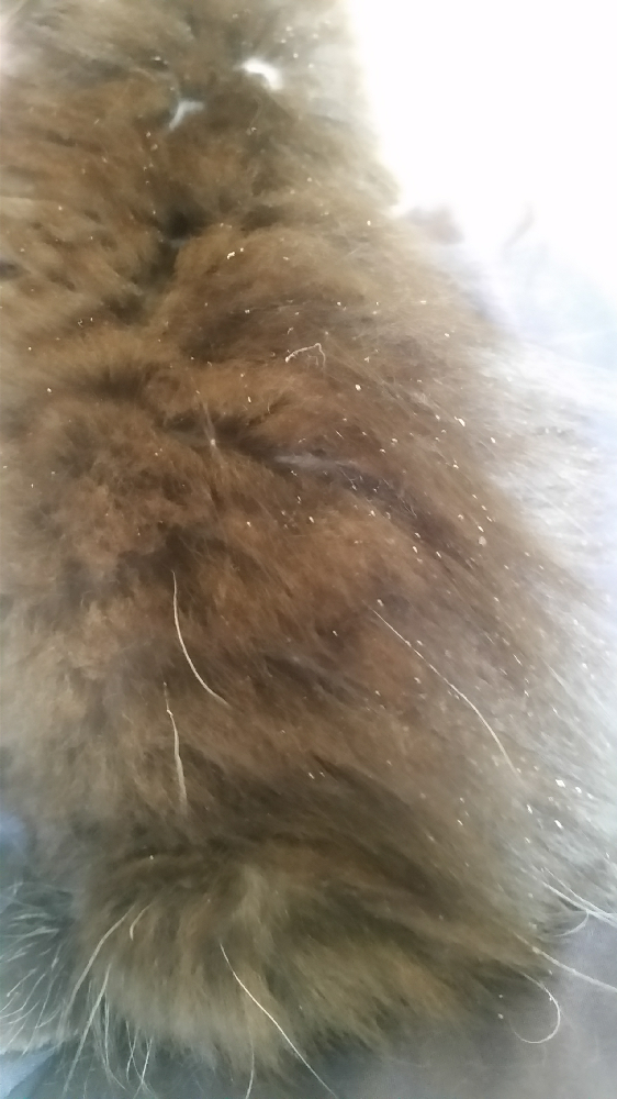 Lente De Poux Comment S En Debarrasser Chats Forum Animaux Doctissimo Lente De Poux Comment S En Debarrasser Chats Forum Animaux Doctissimo