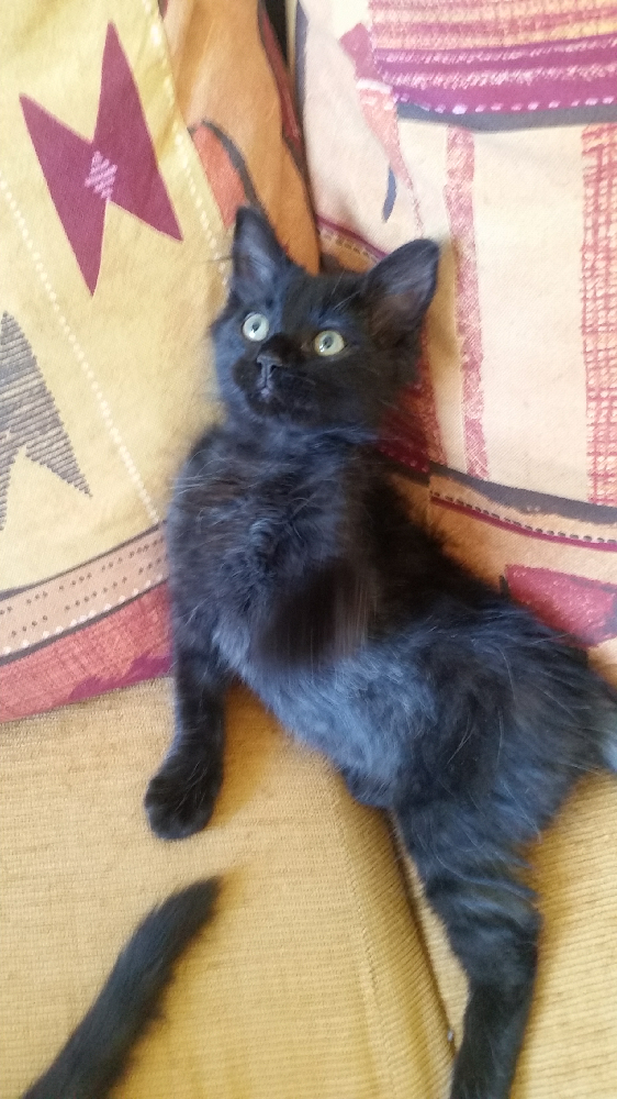 Couleur Black Smoke Chats Forum Animaux Doctissimo Couleur Black Smoke Chats Forum Animaux Doctissimo