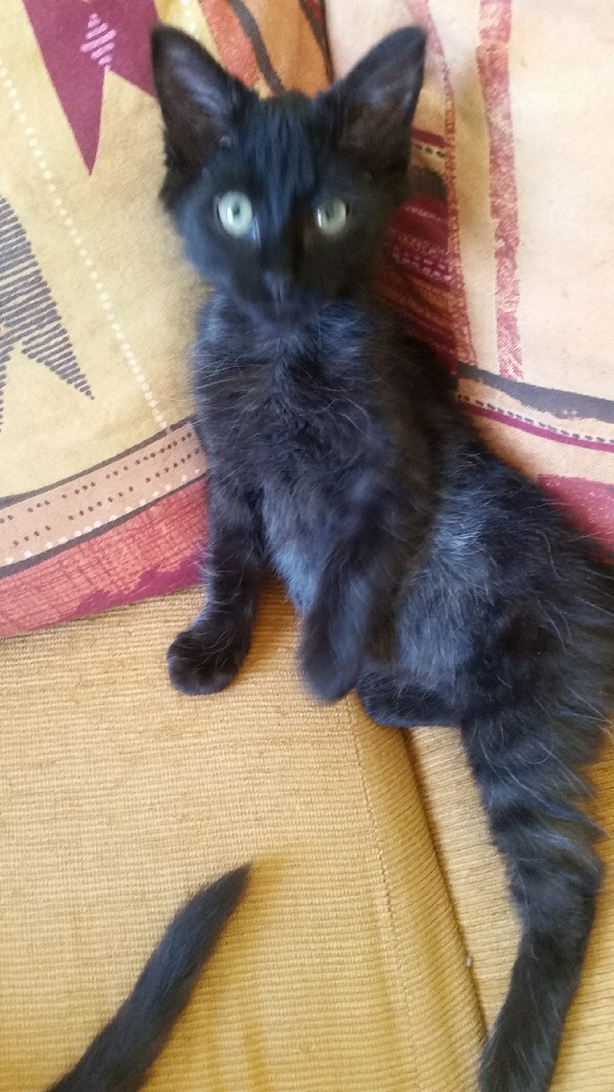 Couleur Black Smoke Chats Forum Animaux Doctissimo Couleur Black Smoke Chats Forum Animaux Doctissimo