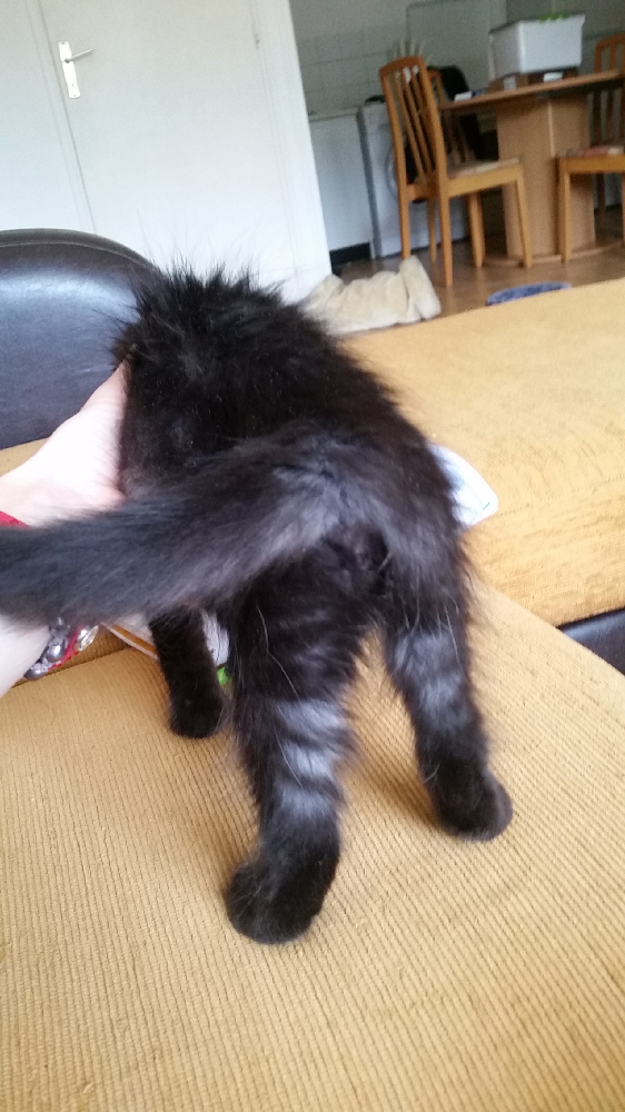 Couleur Black Smoke Chats Forum Animaux Doctissimo Couleur Black Smoke Chats Forum Animaux Doctissimo