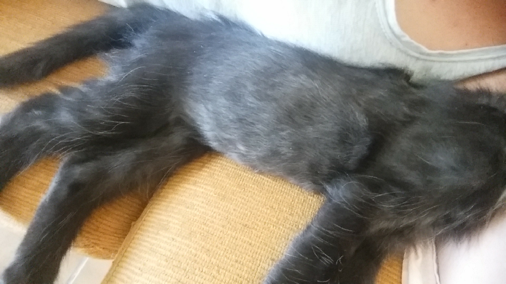 Couleur Black Smoke Chats Forum Animaux Doctissimo Couleur Black Smoke Chats Forum Animaux Doctissimo