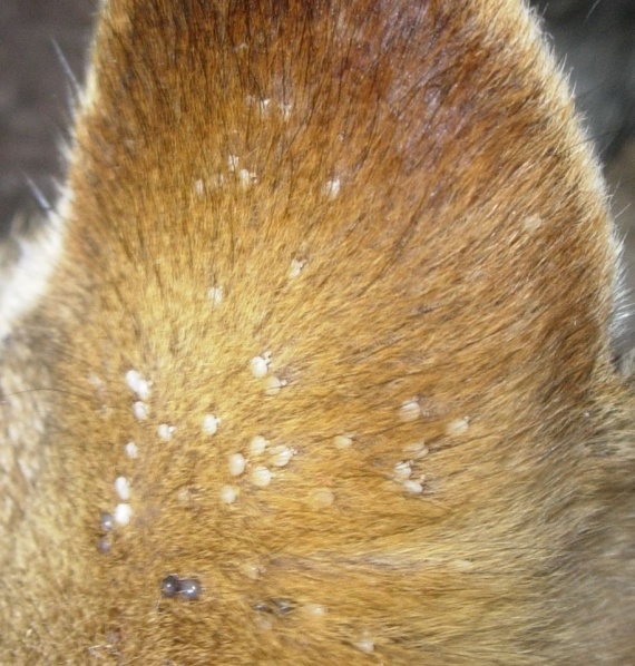 Petites Billes Bizarres Sur Oreilles D Un Chat Petites Billes Bizarres Sur Oreilles D Un Chat