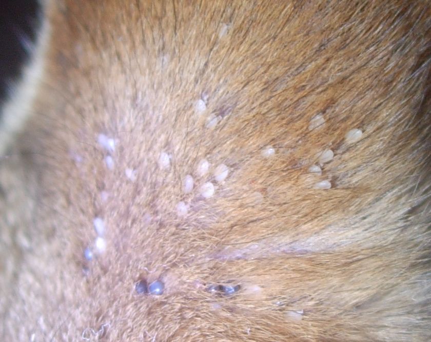 Petites Billes Bizarres Sur Oreilles D Un Chat Medecine Veterinaire Forum Animaux Doctissimo Petites Billes Bizarres Sur Oreilles D Un Chat Medecine Veterinaire Forum Animaux Doctissimo