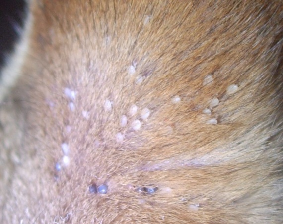 Petites Billes Bizarres Sur Oreilles D Un Chat Petites Billes Bizarres Sur Oreilles D Un Chat