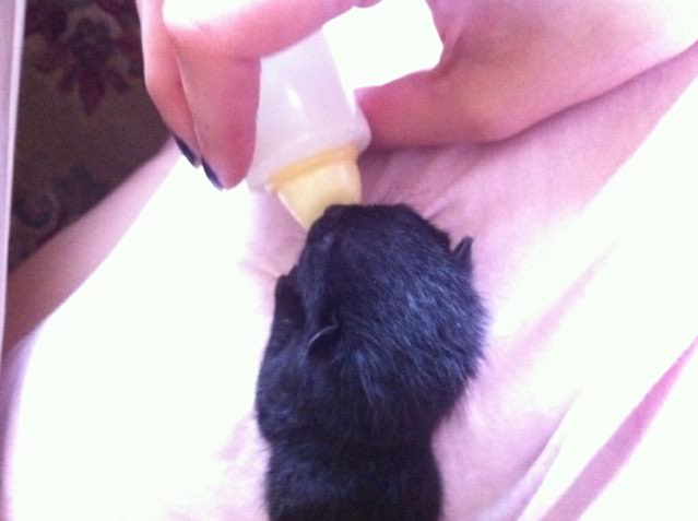 3 Chatons De Moins D 1 Semaine Help Svp Chats Forum Animaux Doctissimo 3 Chatons De Moins D 1 Semaine Help Svp Chats Forum Animaux Doctissimo