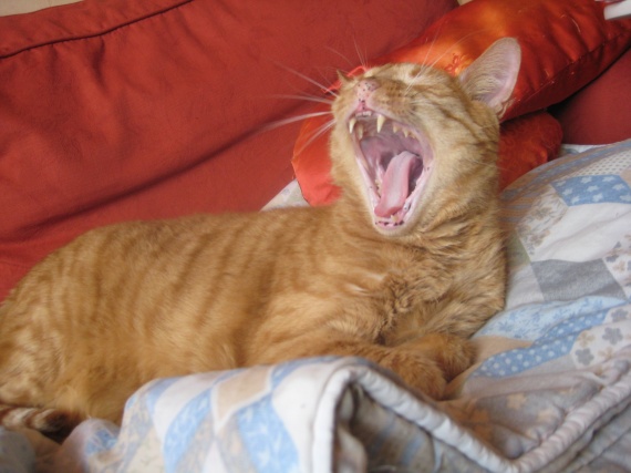 Depots Noirs Autour De La Bouche De Mon Coelho Depots Noirs Autour De La Bouche De Mon Coelho