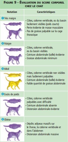 Poids Sur Une Chatte Sexecregexzo Over Blog Com Poids Sur Une Chatte Sexecregexzo Over Blog Com