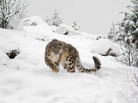 leopard-neige