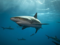 Requins aux Bahamas