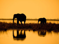 elephants au botswana
