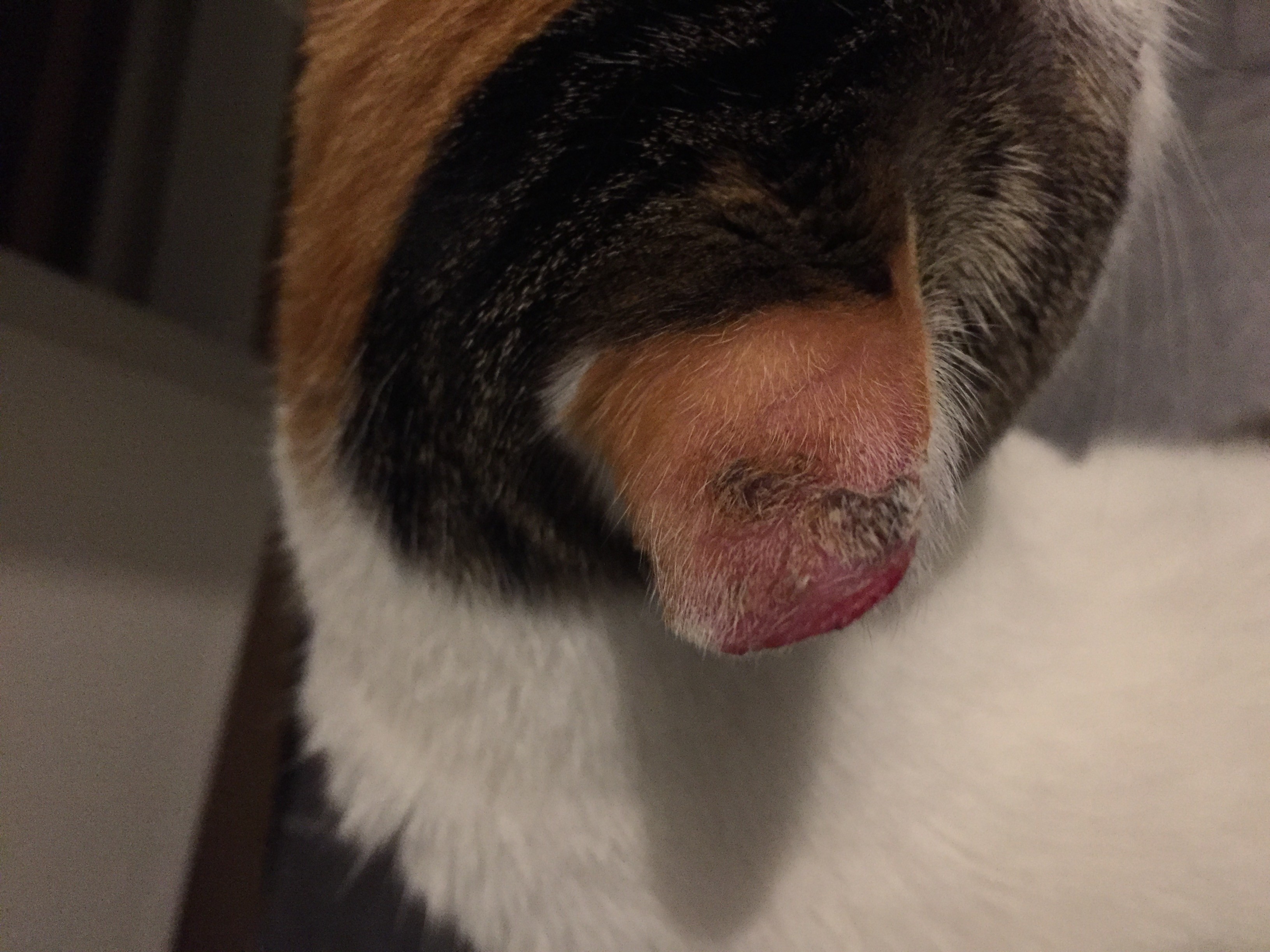 Chat Blanc Oreilles Abimees Cancer La Sante De Votre Chat Chats Forum Animaux Doctissimo Chat Blanc Oreilles Abimees Cancer La Sante De Votre Chat Chats Forum Animaux Doctissimo