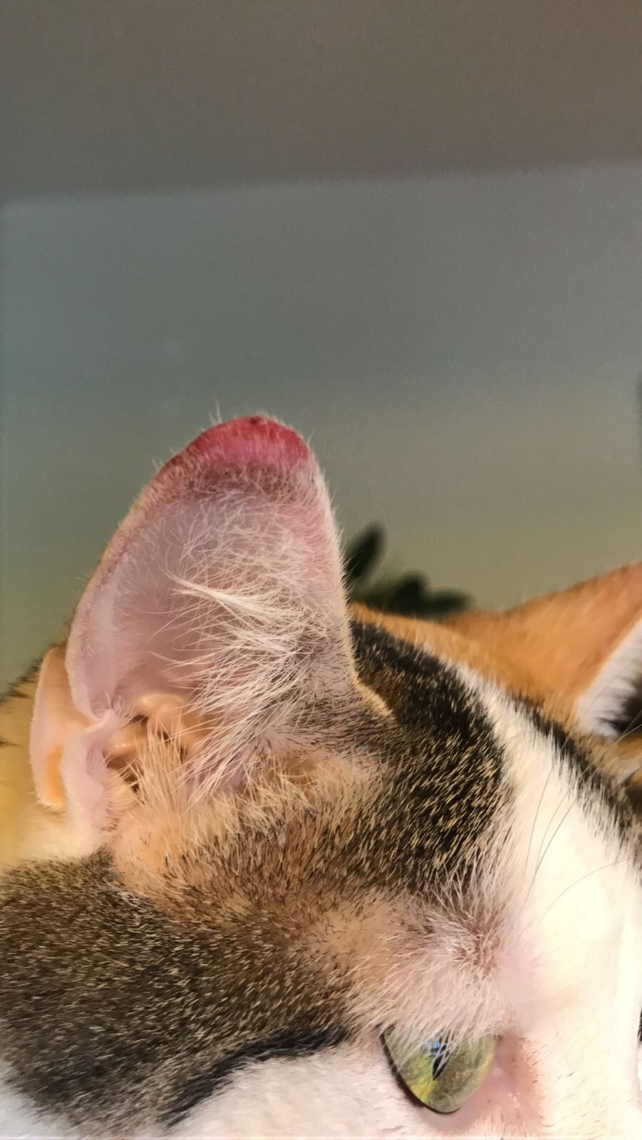 Chat Blanc Oreilles Abimees Cancer La Sante De Votre Chat Chats Forum Animaux Doctissimo Chat Blanc Oreilles Abimees Cancer La Sante De Votre Chat Chats Forum Animaux Doctissimo