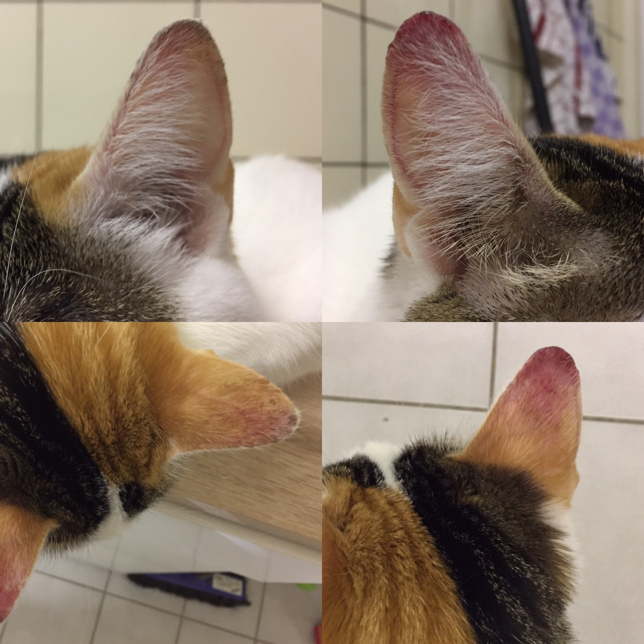 Chat Blanc Oreilles Abimees Cancer Page 2 La Sante De Votre Chat Chats Forum Animaux Doctissimo Chat Blanc Oreilles Abimees Cancer Page 2 La Sante De Votre Chat Chats Forum Animaux Doctissimo