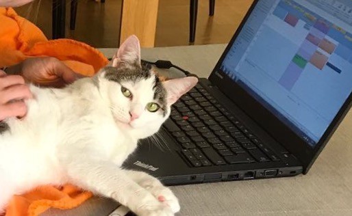 Chat Blanc Oreilles Abimees Cancer Page 2 La Sante De Votre Chat Chats Forum Animaux Doctissimo Chat Blanc Oreilles Abimees Cancer Page 2 La Sante De Votre Chat Chats Forum Animaux Doctissimo