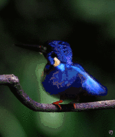 Petit oiseau bleu