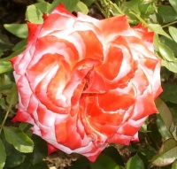 Une autre rose