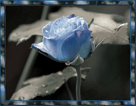 Gif Rose bleue