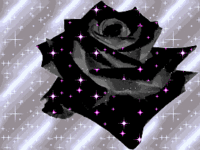 Black-Roses-52289