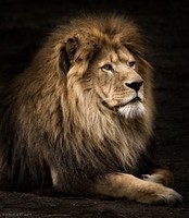 e7532a43f9dfb12078de971f196145a1--leo-the-lions-lion-photography