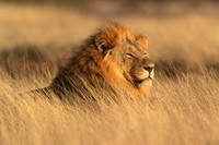 lion-foto