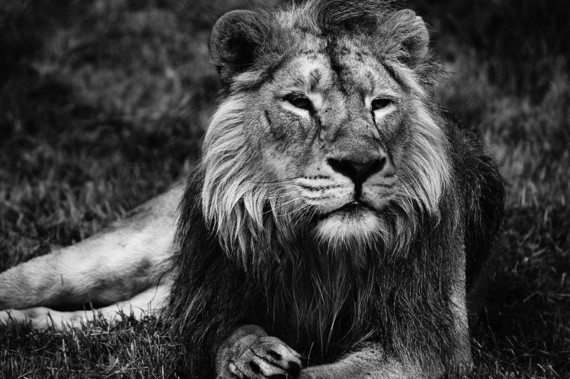 lion-black-and-white