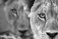 Okavango Lion cubs