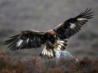 Scotlands_Big_5-3_Golden-Eagle