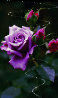 148863-Roses
