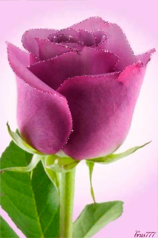 154890-Sparkling-Pink-Rose