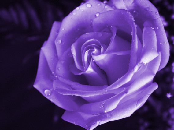 purple-rose-wallpaper_110913656