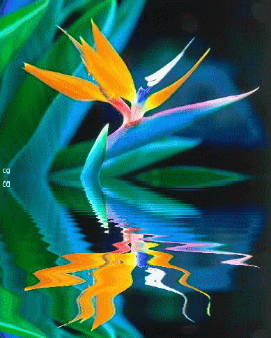 oiseau-paradis-fleur
