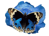 25-farfalla n°2