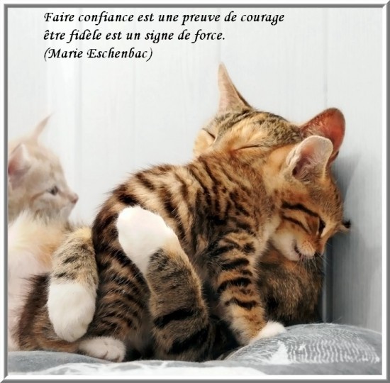 Citations En Images Faire Confiance L Chats Soledadalone Photos Club Doctissimo