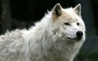White-Wolf