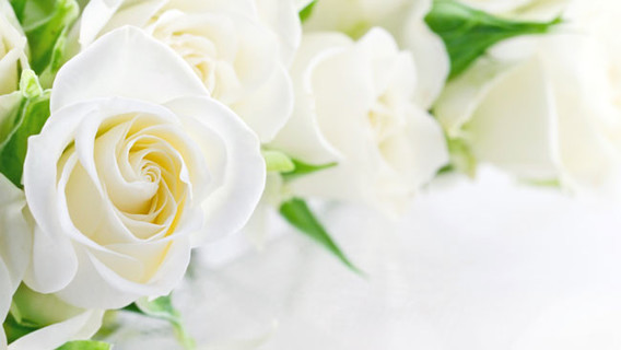signification-roses-blanches