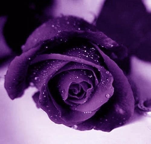 Purple-Roses-purple-21933067-500-477