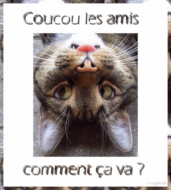 gif-chat-coucou2