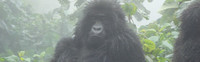Gorilles dans la brume (27)