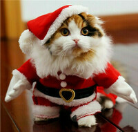 cat-cute-happy-holidays-kitten-Favim-com-3865796