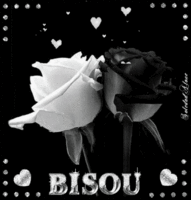 Bisou Roses N B