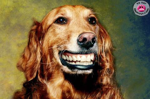 Chien Qui Sourit Sourire Un Coin De Paradis Doctissimo