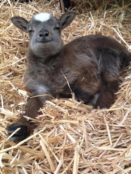 Cabri C Est Pas Fini Voici Harmony 1 Semaine Arche Du Doyen Desenfers Photos Club Doctissimo Cabri C Est Pas Fini Voici Harmony 1 Semaine Arche Du Doyen Desenfers Photos Club Doctissimo