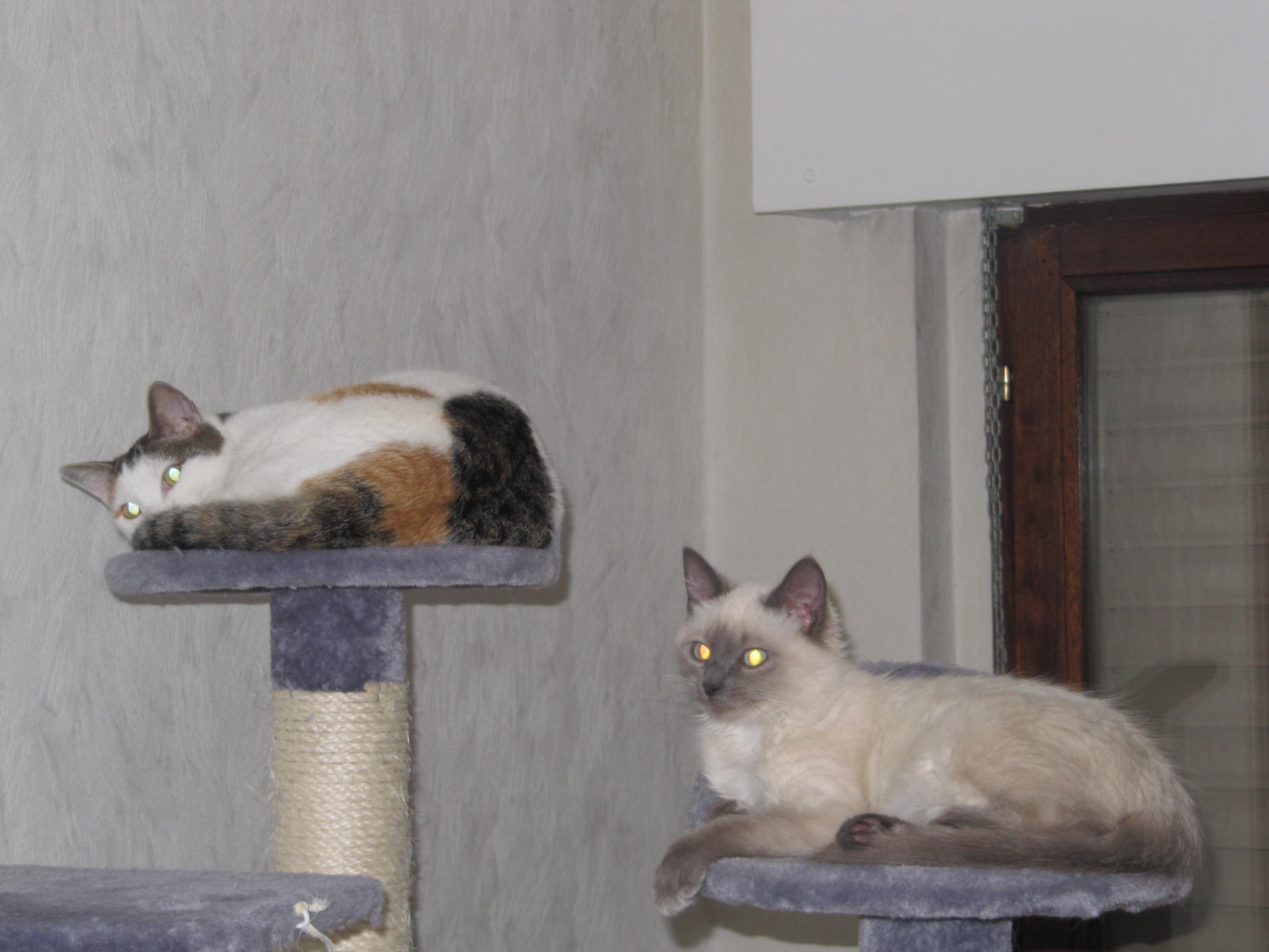 Quel Est Le Poids De Votre Chaton Chats Forum Animaux Doctissimo Quel Est Le Poids De Votre Chaton Chats Forum Animaux Doctissimo