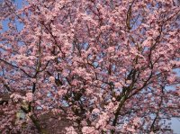 cerisier japonais