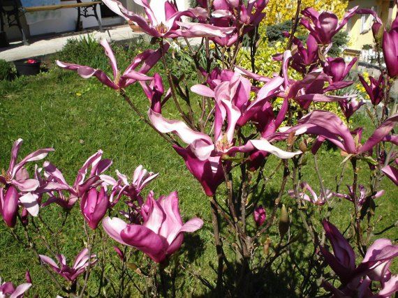 magnolia suzan