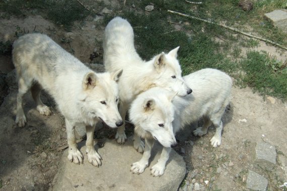 loups blancs