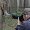 ecureuil-curieux-photo