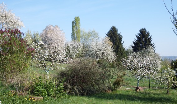 arbres en fleurs 2014