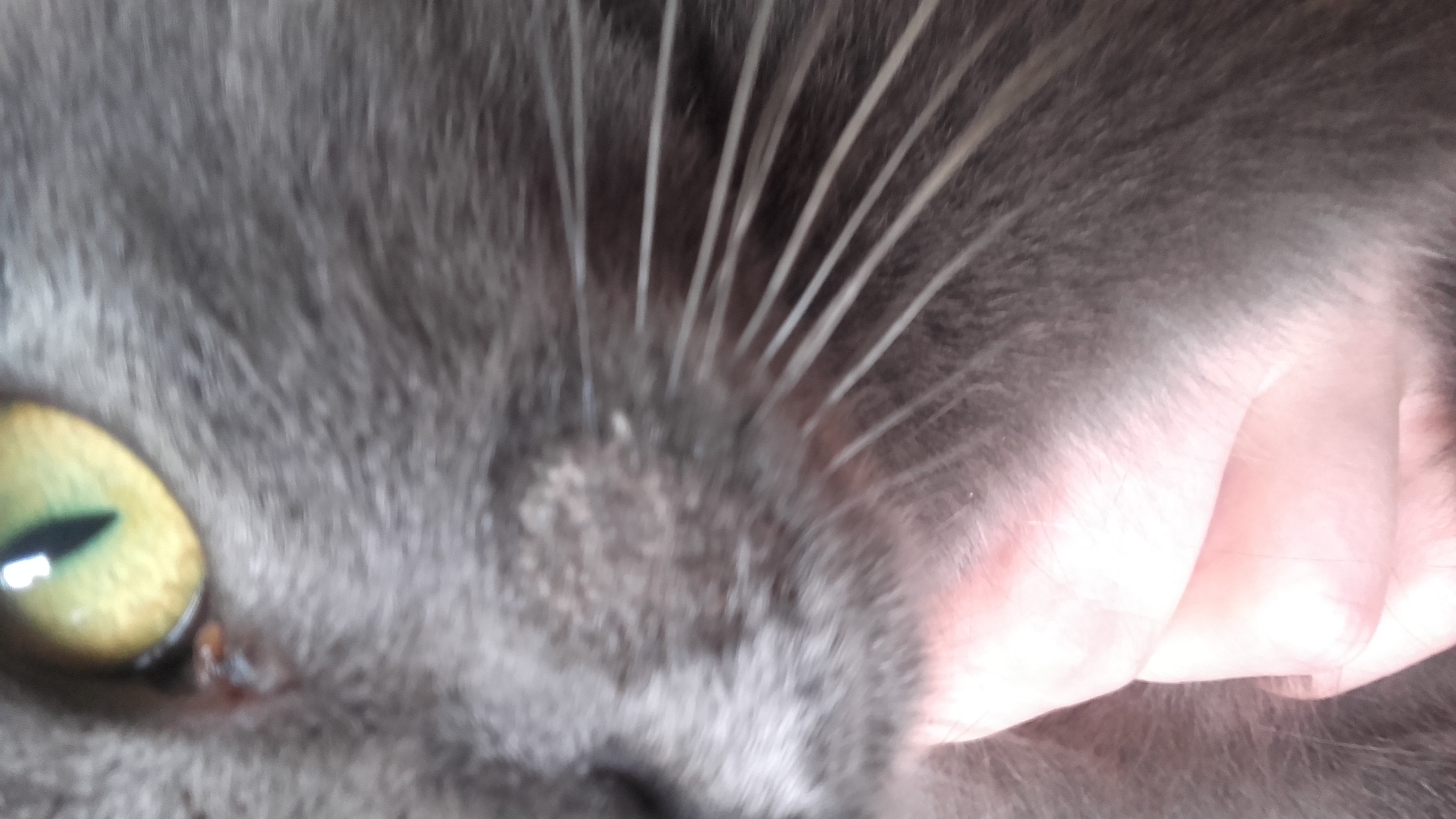 Aidez Moi Mon Chat A T Il La Teigne Medecine Veterinaire Forum Animaux Doctissimo Aidez Moi Mon Chat A T Il La Teigne Medecine Veterinaire Forum Animaux Doctissimo